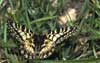 Zuidelijke pijpbloembvlinder 2 (Zerynthia polyxena)